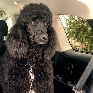 Meet your Posher, Katrina